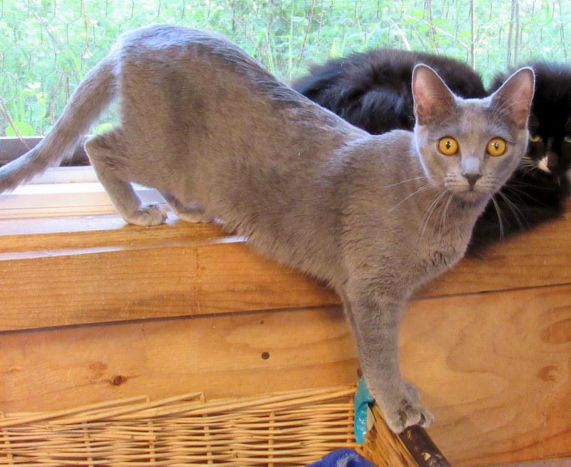 Jasmine, an adoptable Russian Blue in Newport, WA, 99156 | Photo Image 1