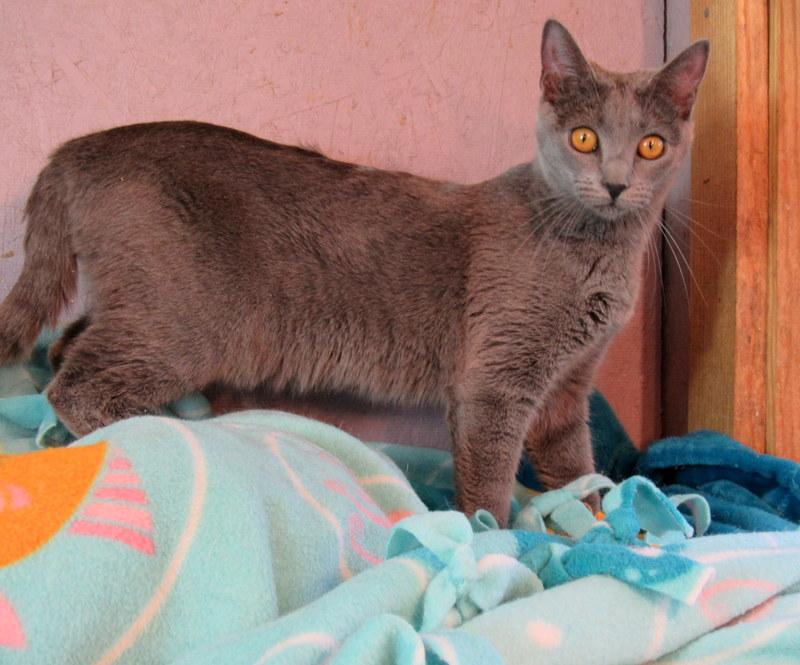 Jasmine, an adoptable Russian Blue in Newport, WA, 99156 | Photo Image 5