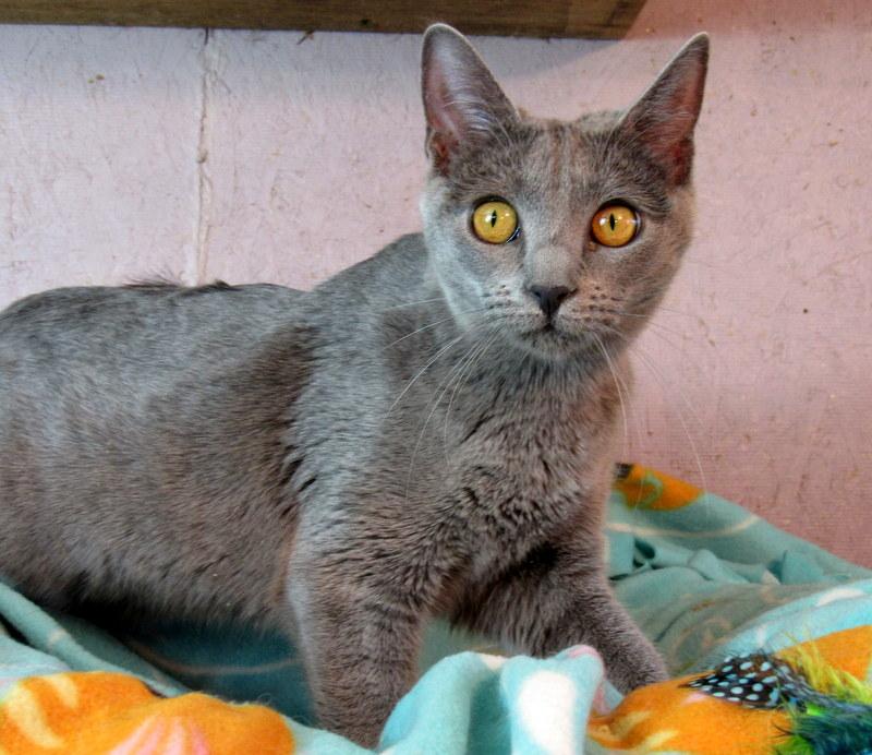 Jasmine, an adoptable Russian Blue in Newport, WA, 99156 | Photo Image 3