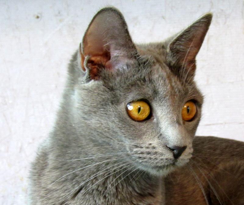Jasmine, an adoptable Russian Blue in Newport, WA, 99156 | Photo Image 2