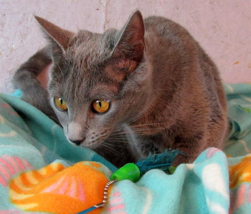 Jasmine, an adoptable Russian Blue in Newport, WA, 99156 | Photo Image 6