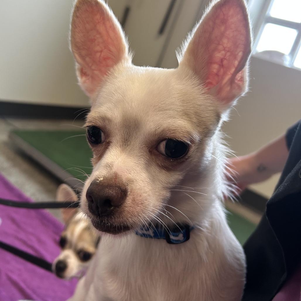 Chihuahuas for Adoption in Pierz, Minnesota | Petfinder
