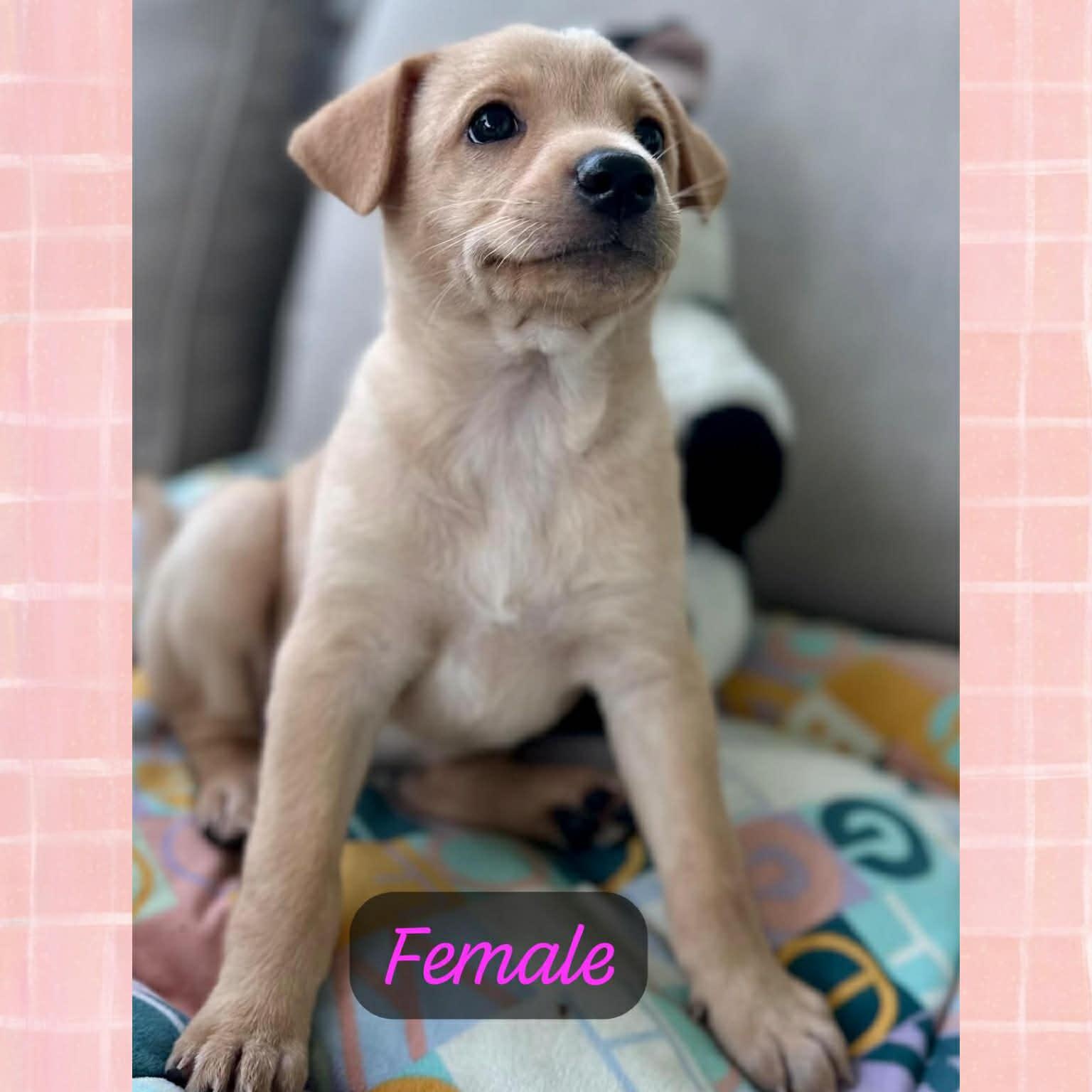 Enlarge Olivia, a ADOPTABLE mixed breed in Warren, NJ image 1/1