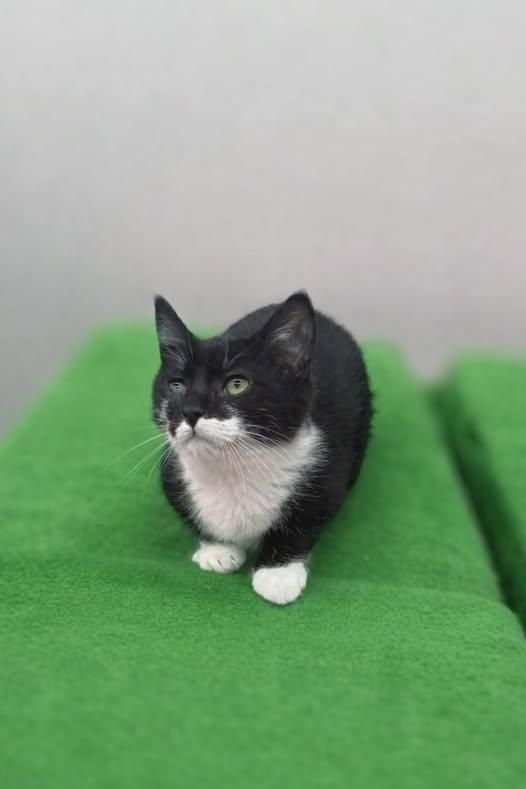 Isaac, adopted, Kitten Male Domestic Short Hair.