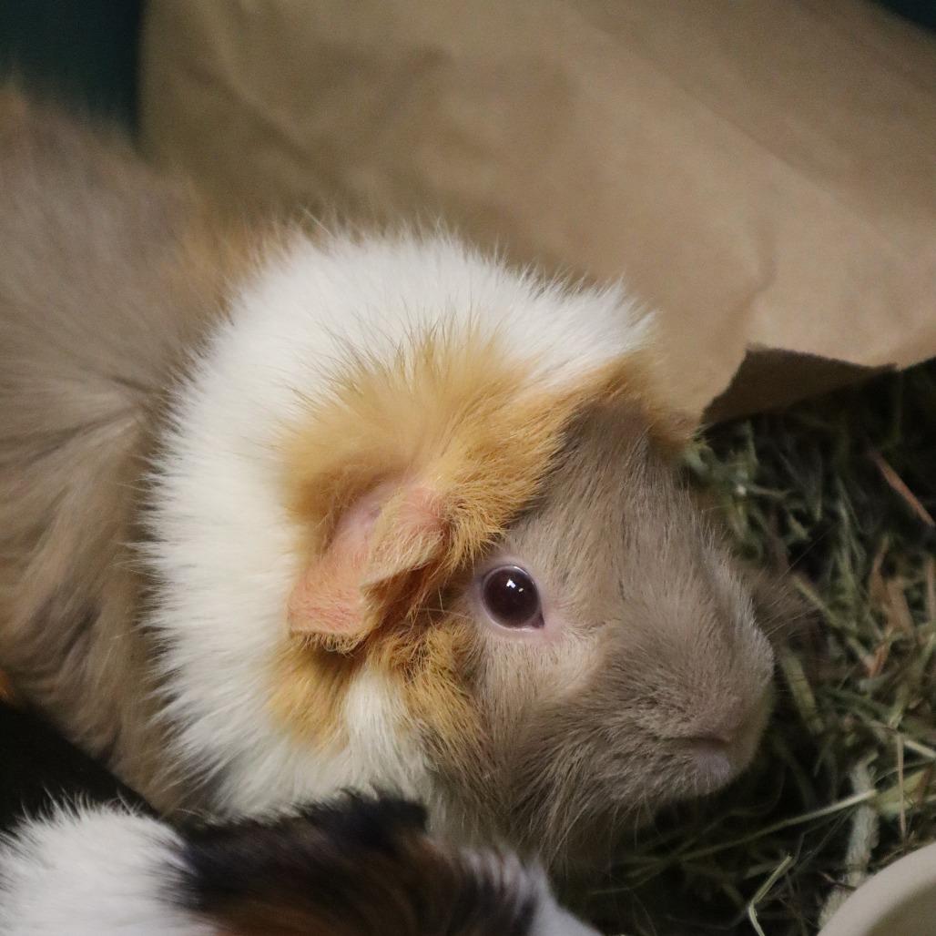 Jelly, Adoptable, Adult Female Guinea Pig.