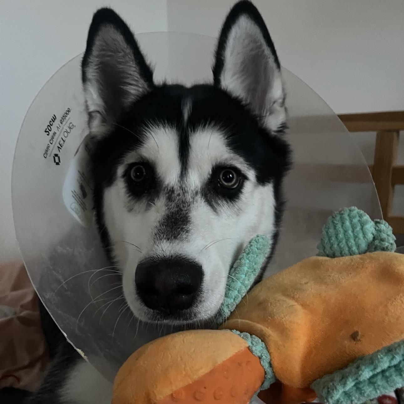 Jacob, a Adoptable Siberian Husky in brewster , NY image 3/6