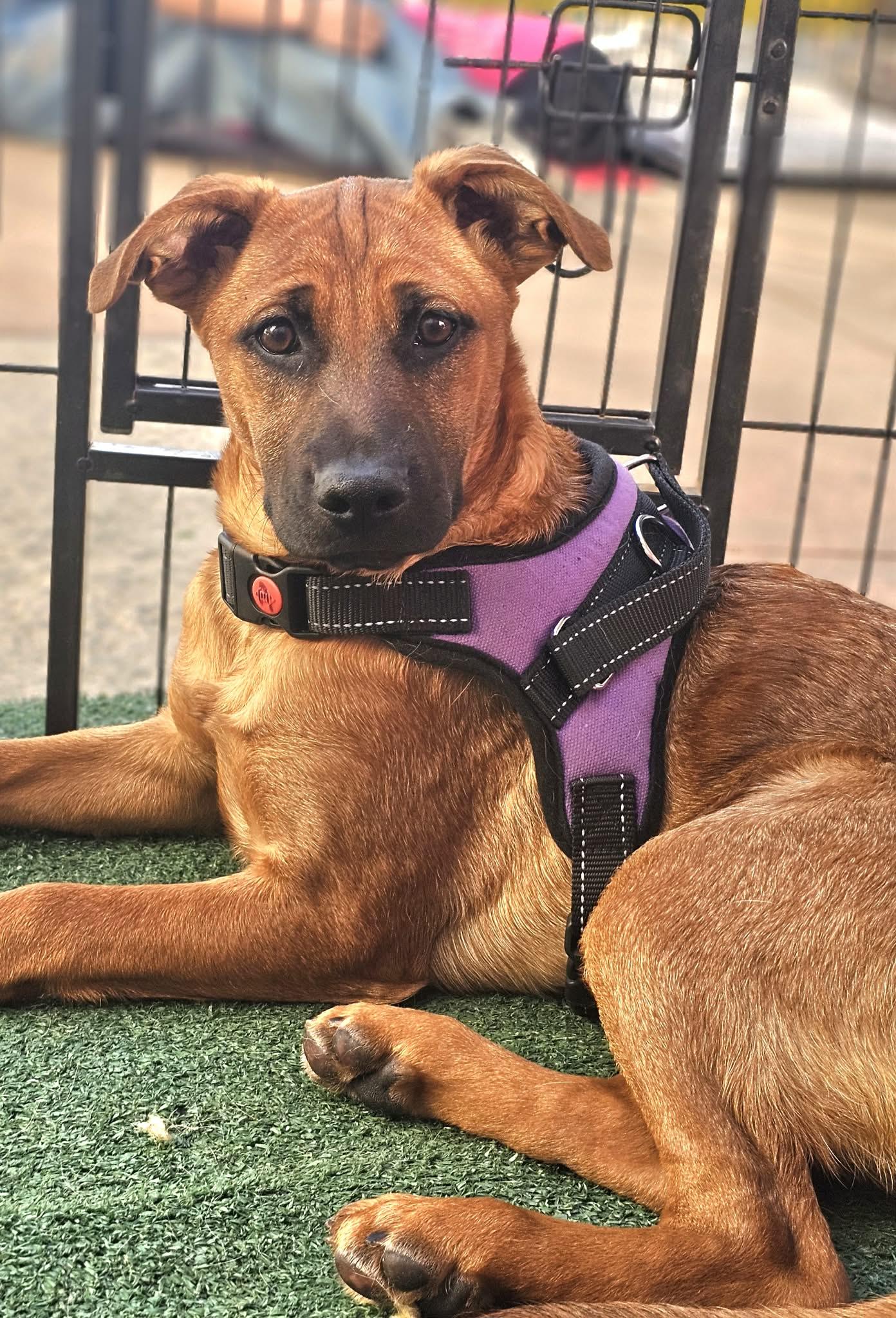 Cindy, a Adoptable mixed breed in Rancho Cucamonga, CA image 1/2
