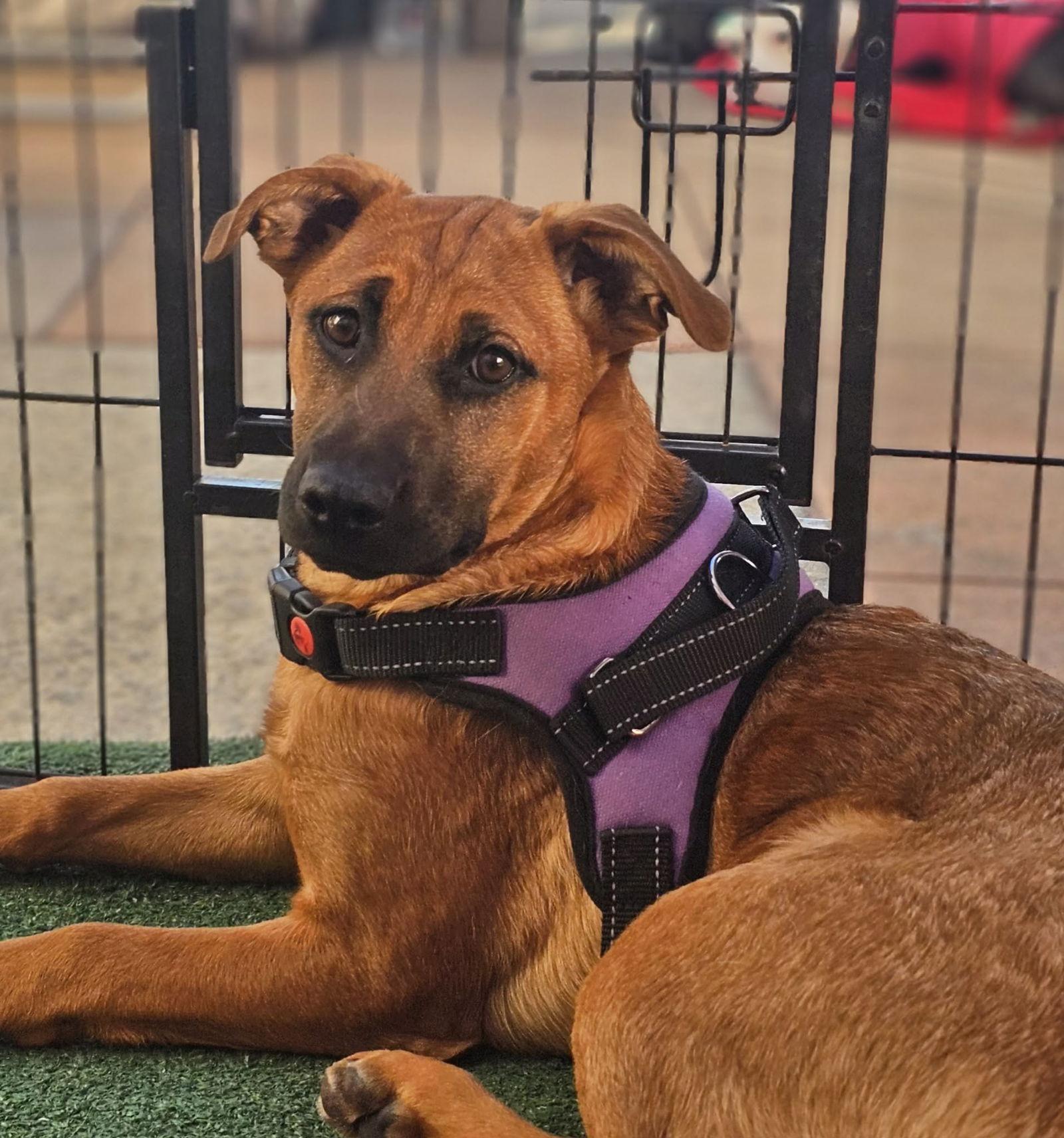 Cindy, a Adoptable mixed breed in Rancho Cucamonga, CA image 2/2