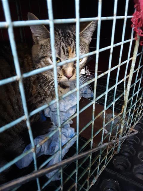 VENUS, Adoptable, Adult Female Domestic Short Hair & Domestic Short Hair.