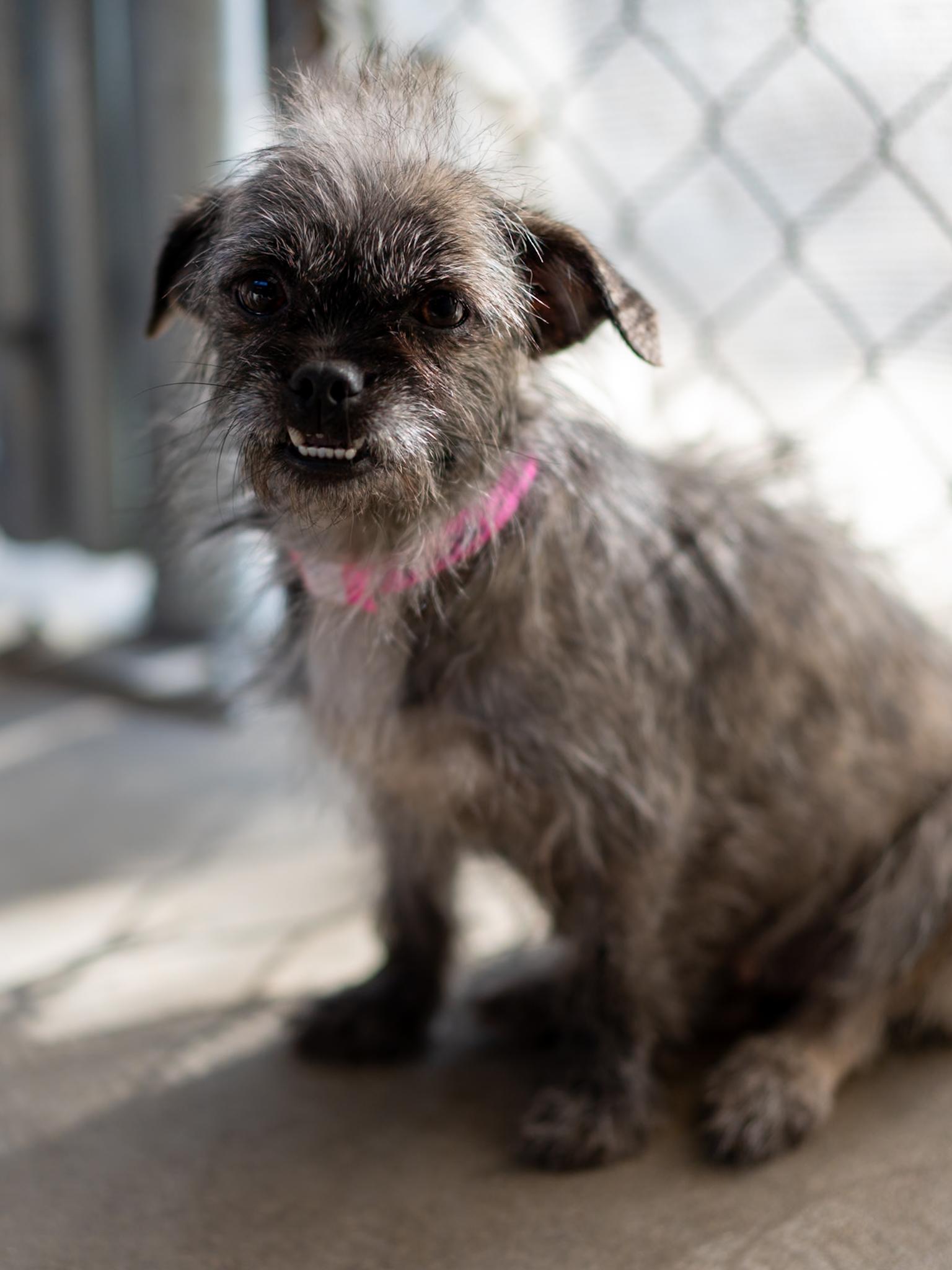 Enlarge NINA, a Adoptable mixed breed in Fresno, CA image 2/5