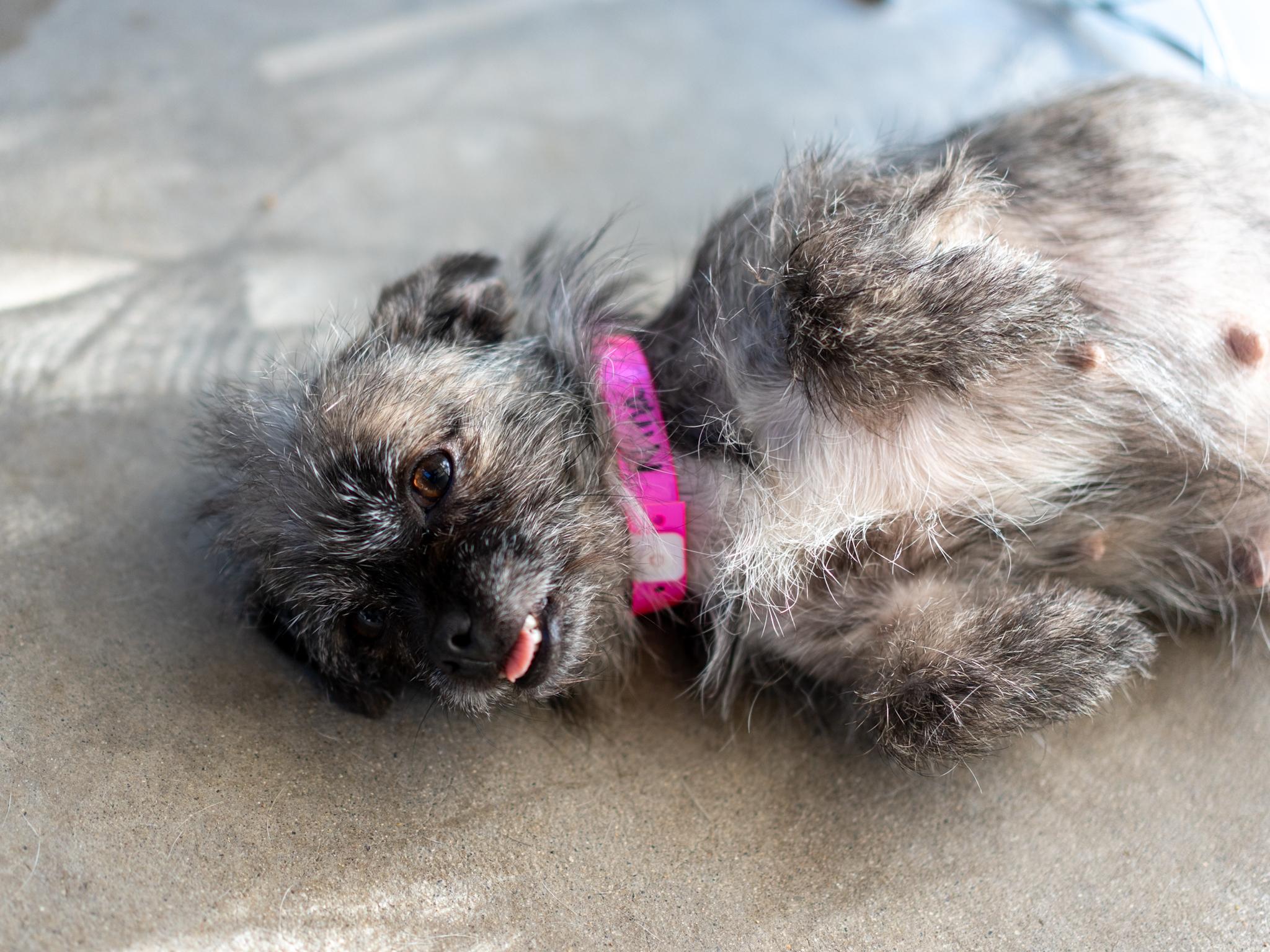 NINA, Adoptable, Young Female Terrier.