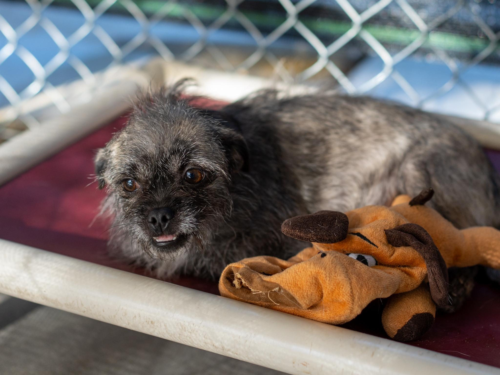 Enlarge NINA, a Adoptable mixed breed in Fresno, CA image 4/5