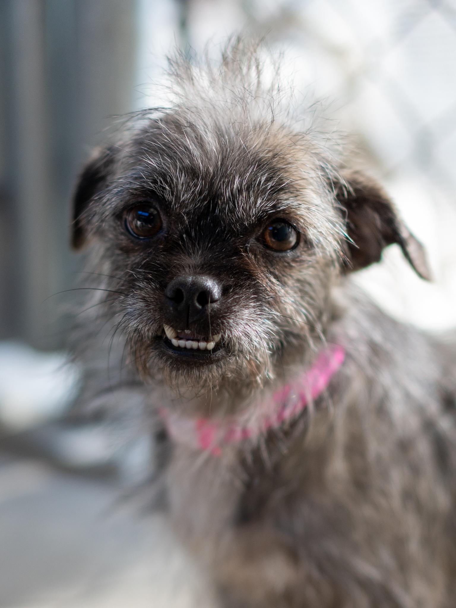 Enlarge NINA, a Adoptable mixed breed in Fresno, CA image 3/5