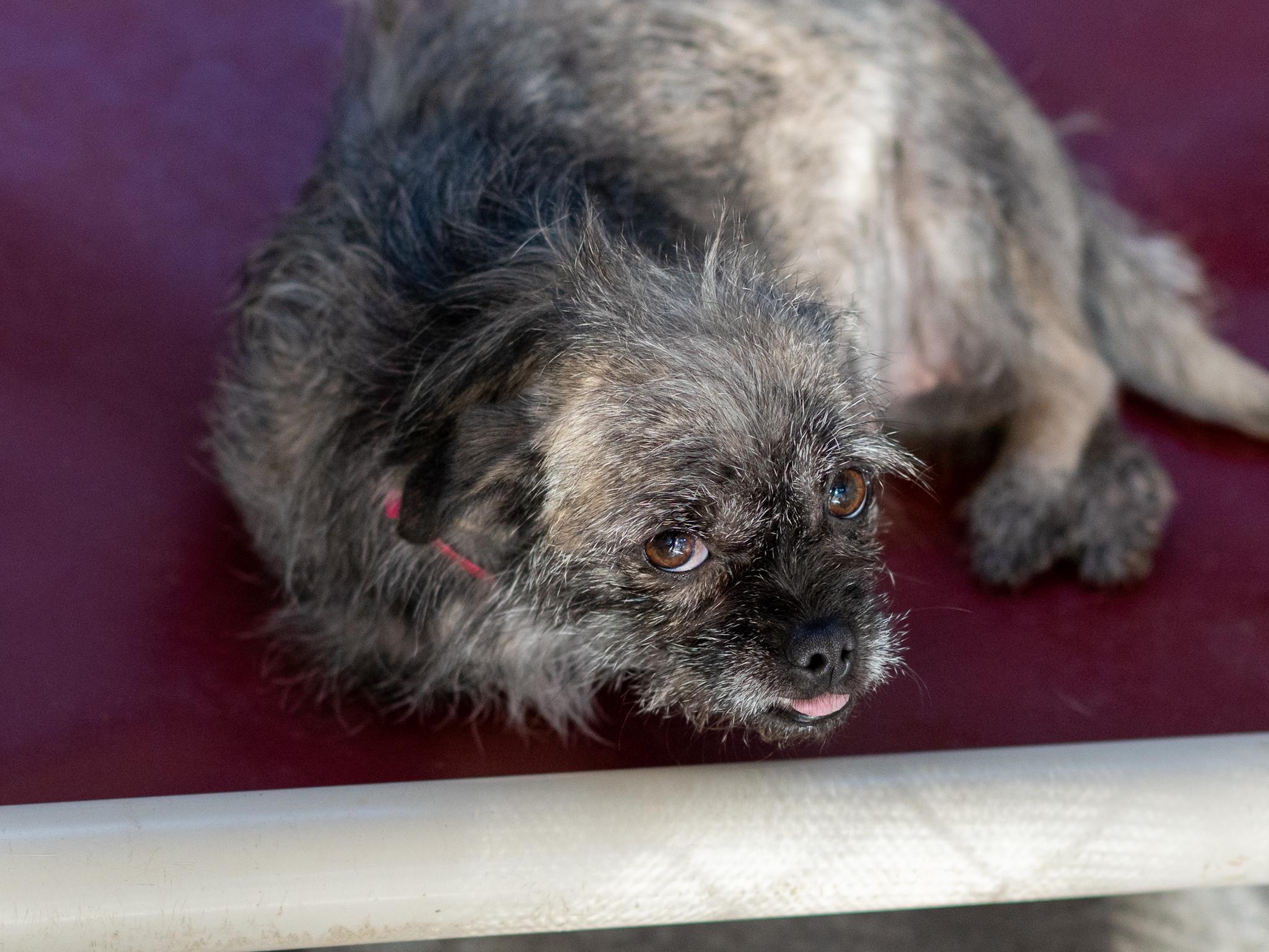 Enlarge NINA, a Adoptable mixed breed in Fresno, CA image 5/5