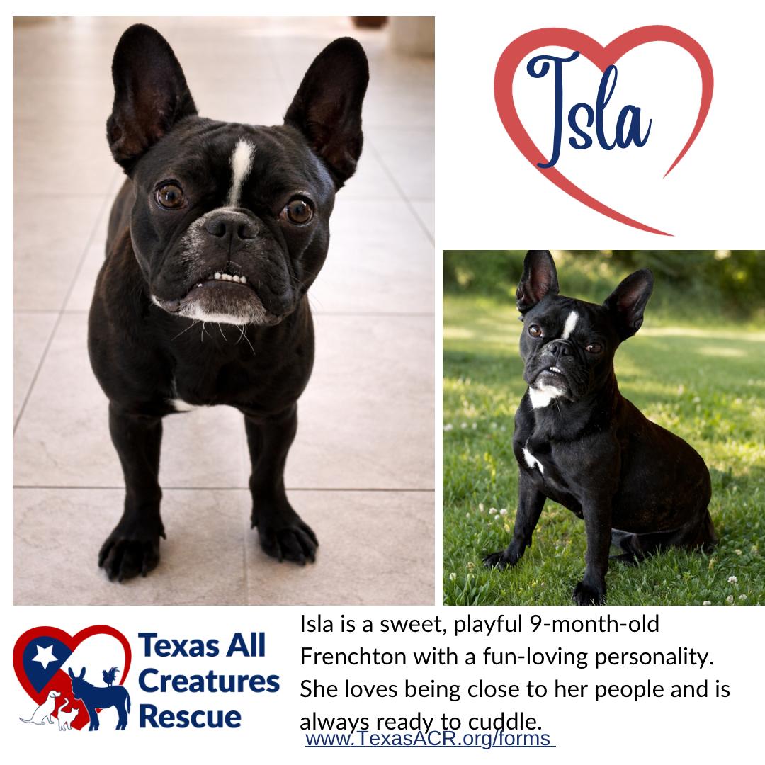 Enlarge Isla, a Adoptable mixed breed in Alvarado, TX image 1/1