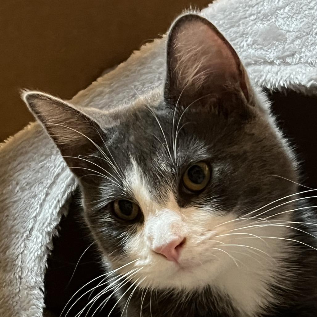 Enlarge Churro, a Adoptable Domestic Short Hair in Eden Prairie, MN image 2/4