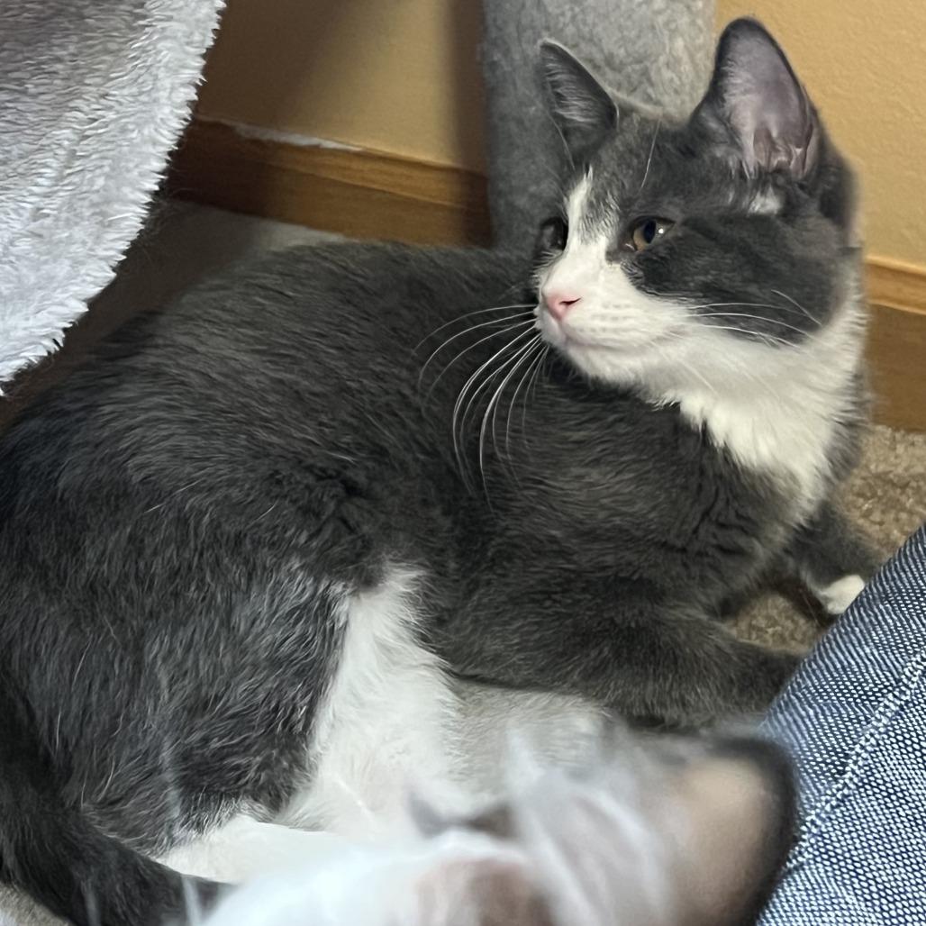 Enlarge Churro, a Adoptable Domestic Short Hair in Eden Prairie, MN image 3/4