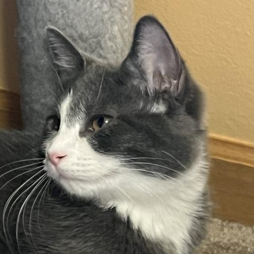 Enlarge Churro, a Adoptable Domestic Short Hair in Eden Prairie, MN image 4/4