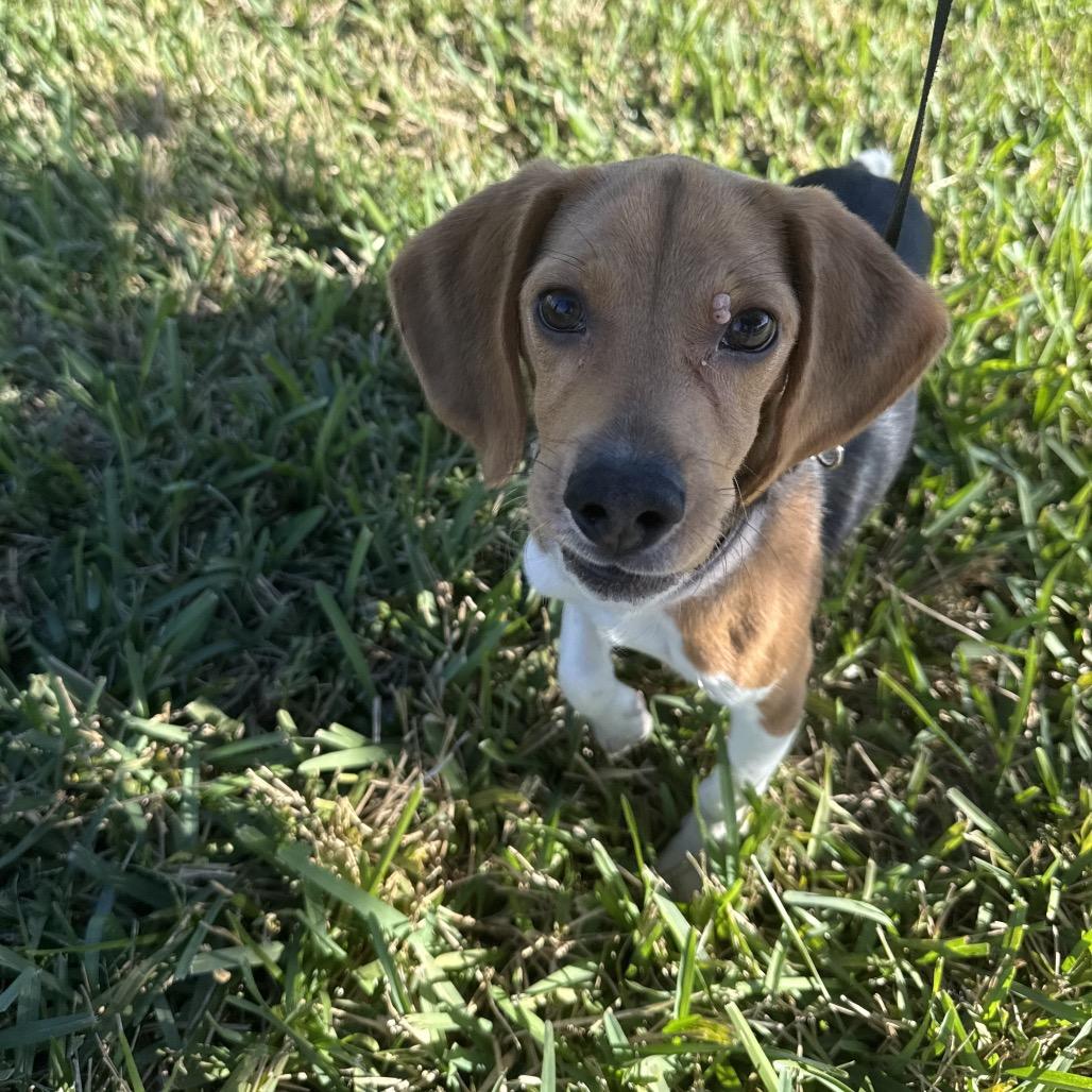 Murphy, Adoptable, Young Male Beagle.