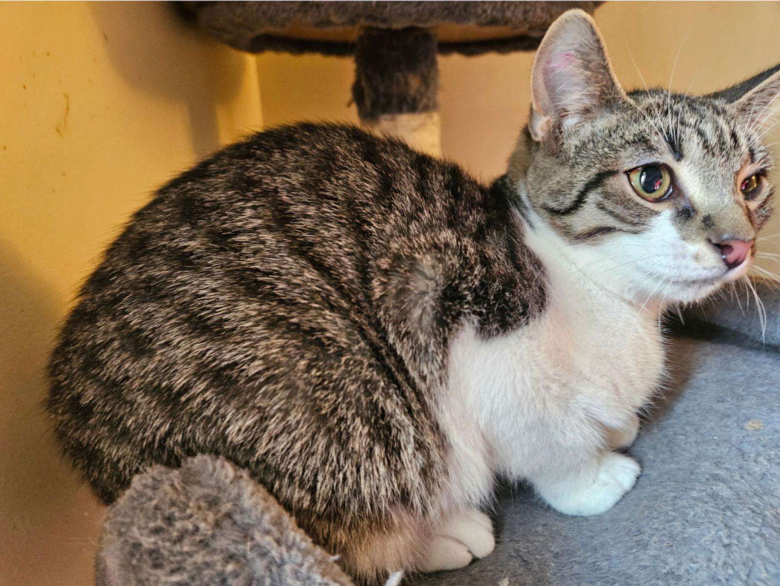 Enlarge Prentiss, a Adoptable Domestic Short Hair in Ocean Pines, MD image 1/1