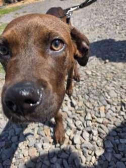 Travis, ADOPTABLE, Puppy Male Boxer & Retriever.