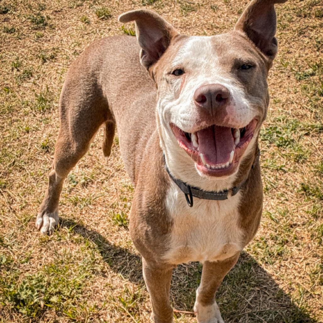 Clancy, Adoptable, Adult Male Pit Bull Terrier.