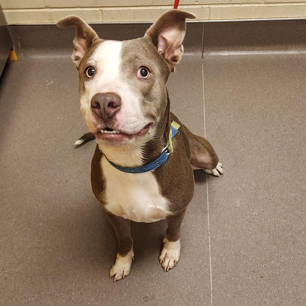 Enlarge Clancy, a Adoptable Pit Bull Terrier in Norman, OK image 2/5