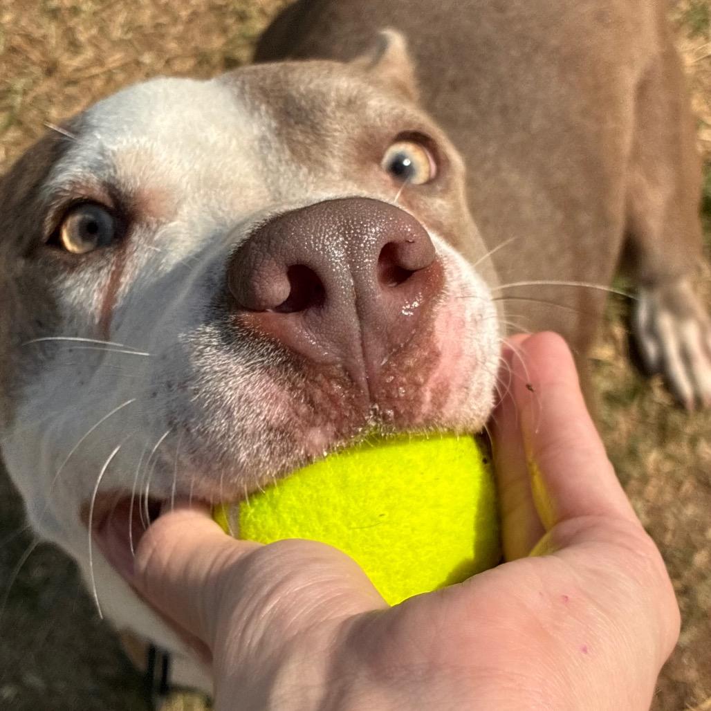 Enlarge Clancy, a Adoptable Pit Bull Terrier in Norman, OK image 3/5