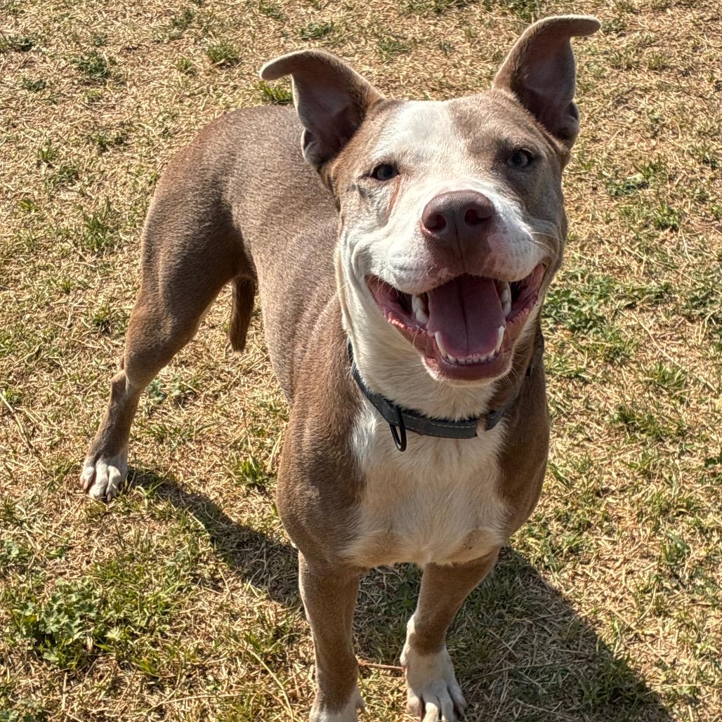 Enlarge Clancy, a Adoptable Pit Bull Terrier in Norman, OK image 4/5