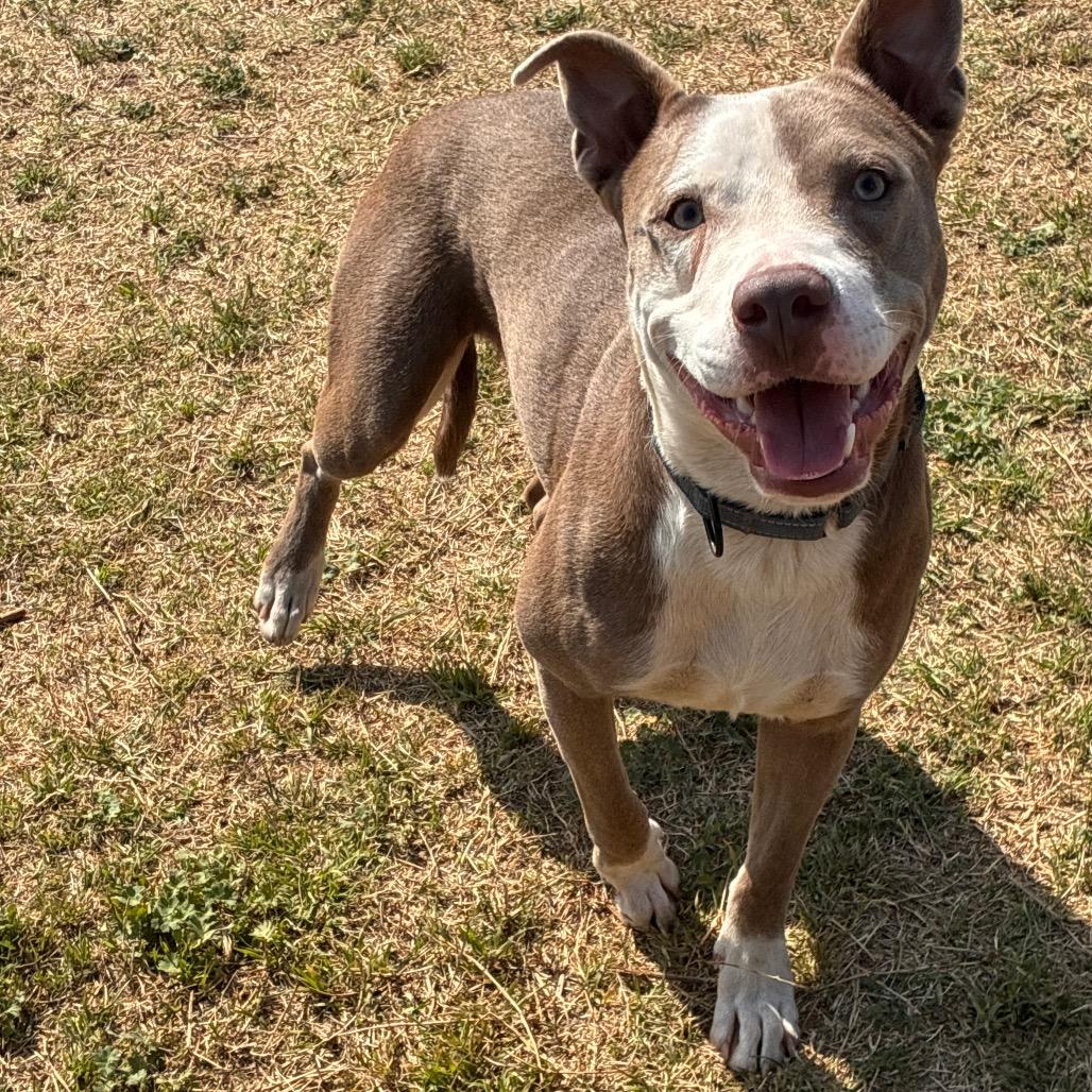 Enlarge Clancy, a Adoptable Pit Bull Terrier in Norman, OK image 5/5