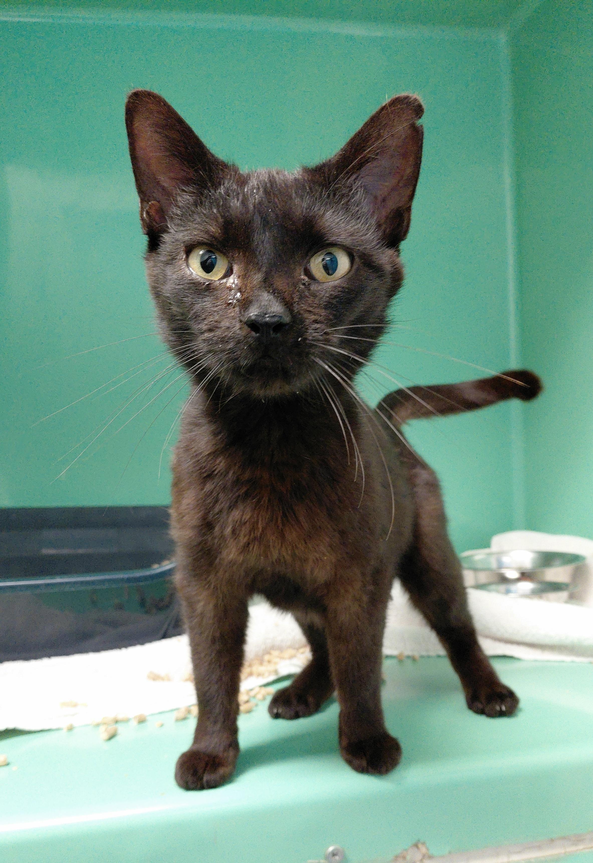 Enlarge Venus, a Adoptable Domestic Short Hair in Stanley, VA image 1/1