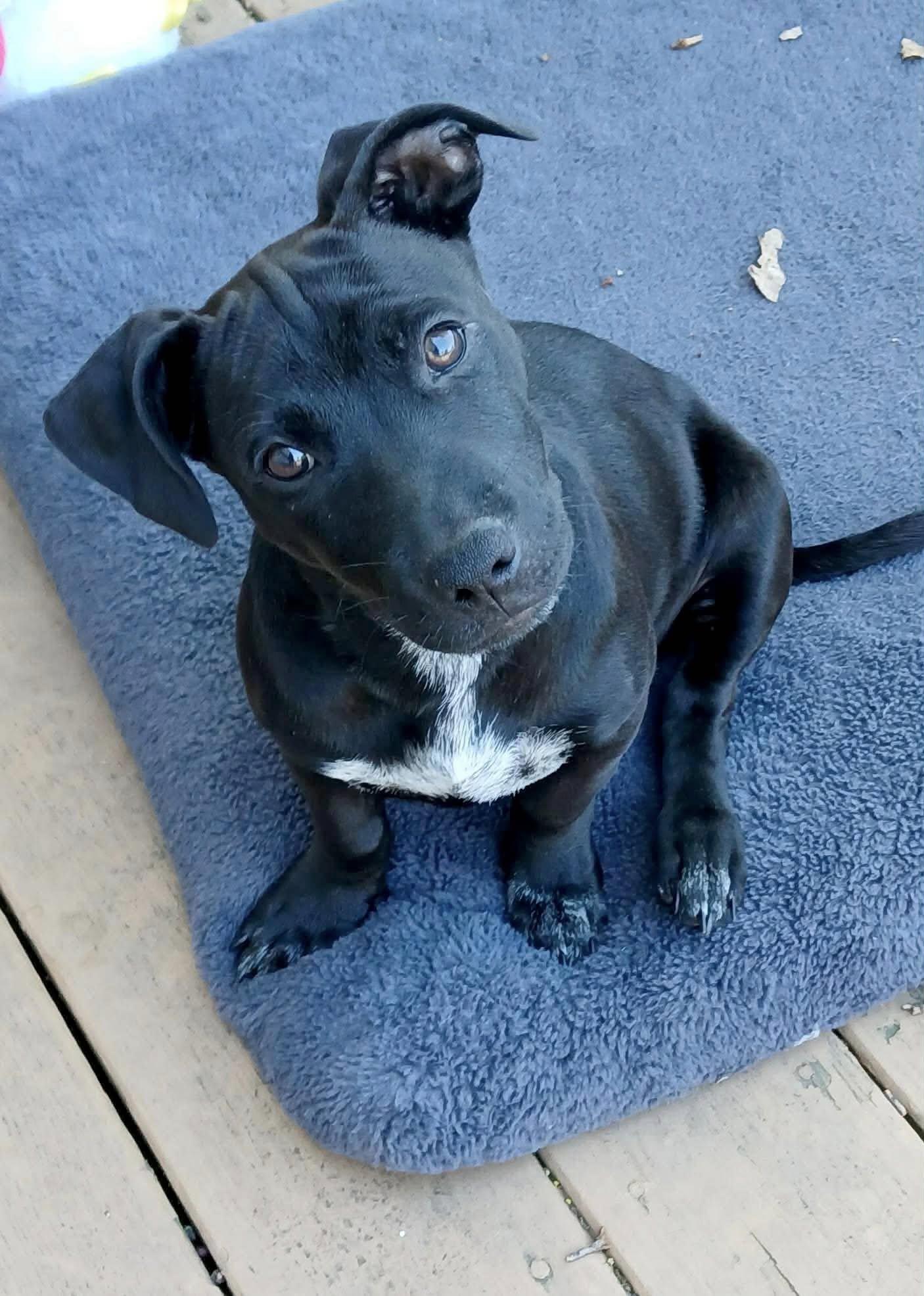 Alody, ADOPTABLE, Puppy Male Mixed Breed.