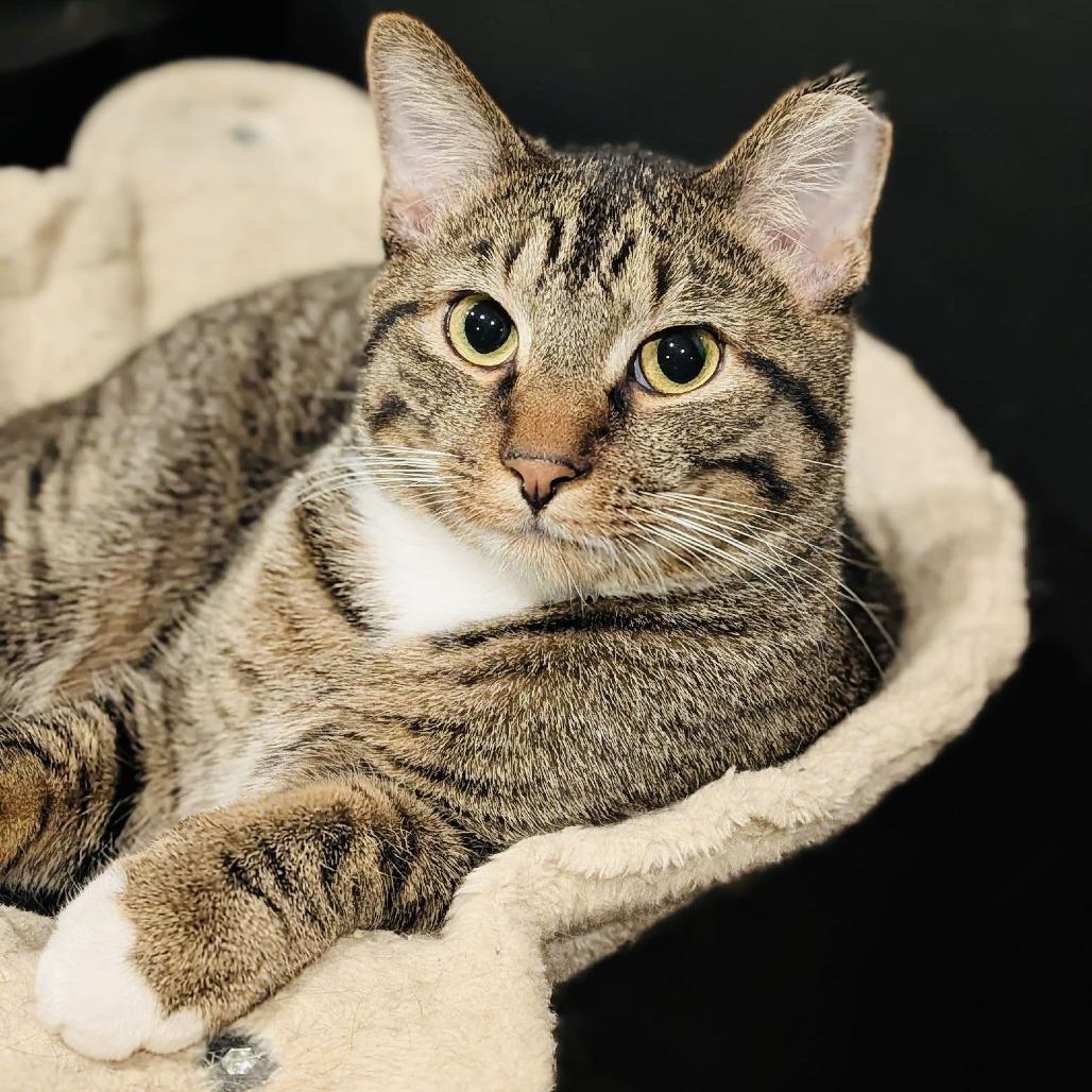 Enlarge Lucky Louie C10279, a Adoptable Domestic Short Hair in Princeton, MN image 1/6