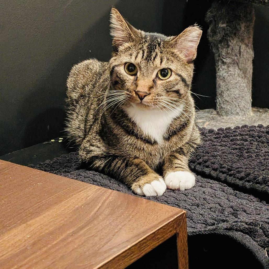 Enlarge Lucky Louie C10279, a Adoptable Domestic Short Hair in Princeton, MN image 2/6