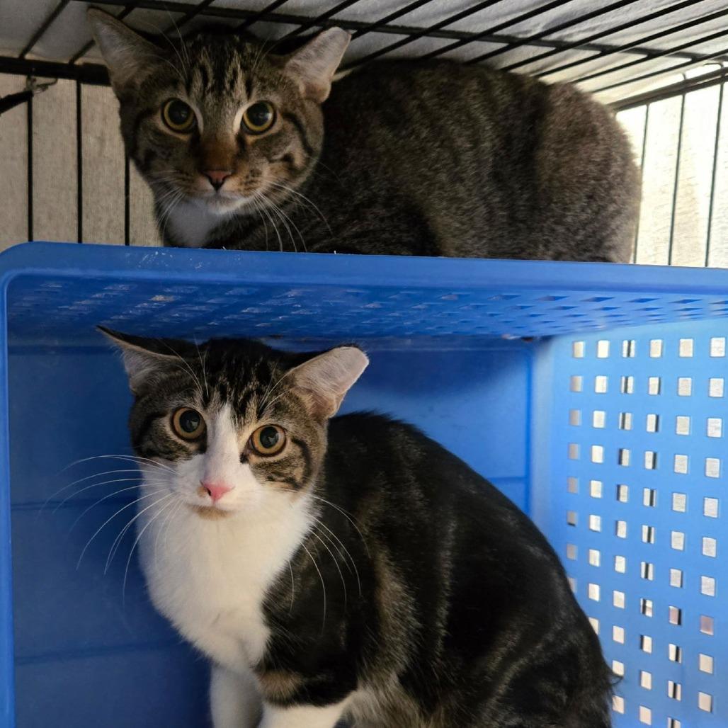 Enlarge Lucky Louie C10279, a Adoptable Domestic Short Hair in Princeton, MN image 3/6
