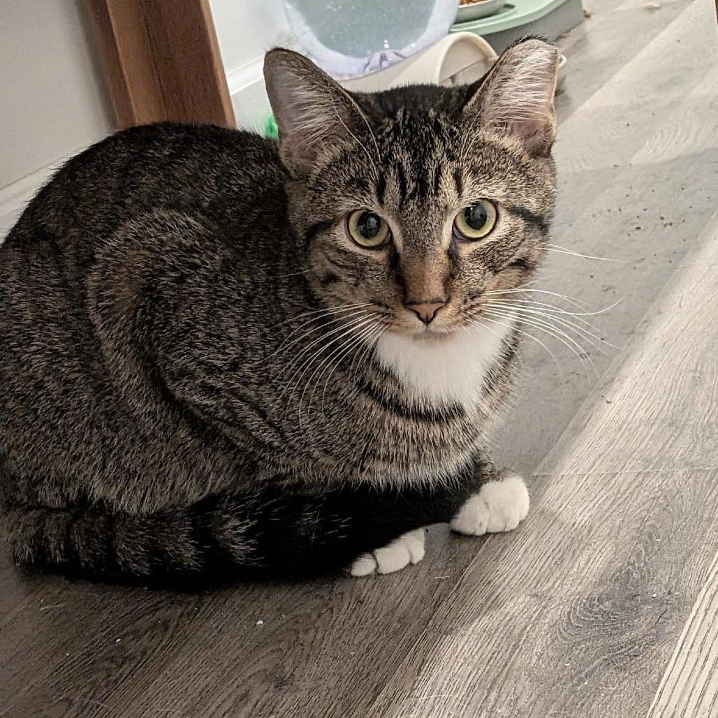 Enlarge Lucky Louie C10279, a Adoptable Domestic Short Hair in Princeton, MN image 4/6