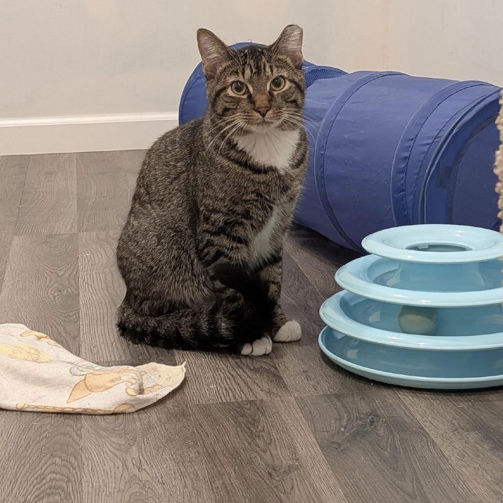 Enlarge Lucky Louie C10279, a Adoptable Domestic Short Hair in Princeton, MN image 5/6