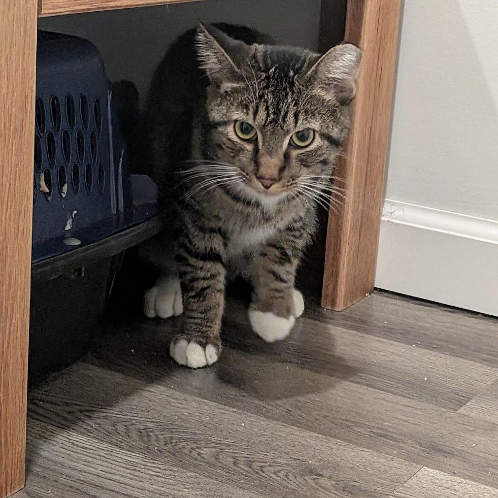 Enlarge Lucky Louie C10279, a Adoptable Domestic Short Hair in Princeton, MN image 6/6