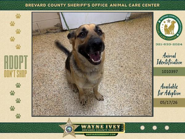 Enlarge Adler, a Adoptable mixed breed in Melbourne, FL image 1/1