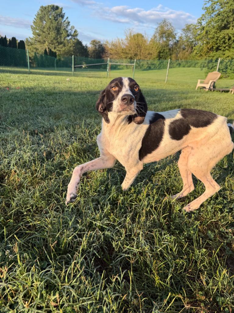 Enlarge Dolly, a Adoptable Hound in Culpeper, VA image 1/1