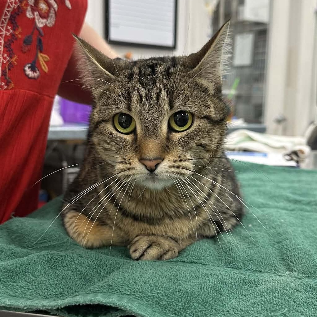 Meow Meow, Adoptable, Adult Female Domestic Short Hair.