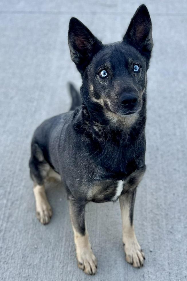 Enlarge Frankie, a Adoptable mixed breed in Creston, IA image 3/3