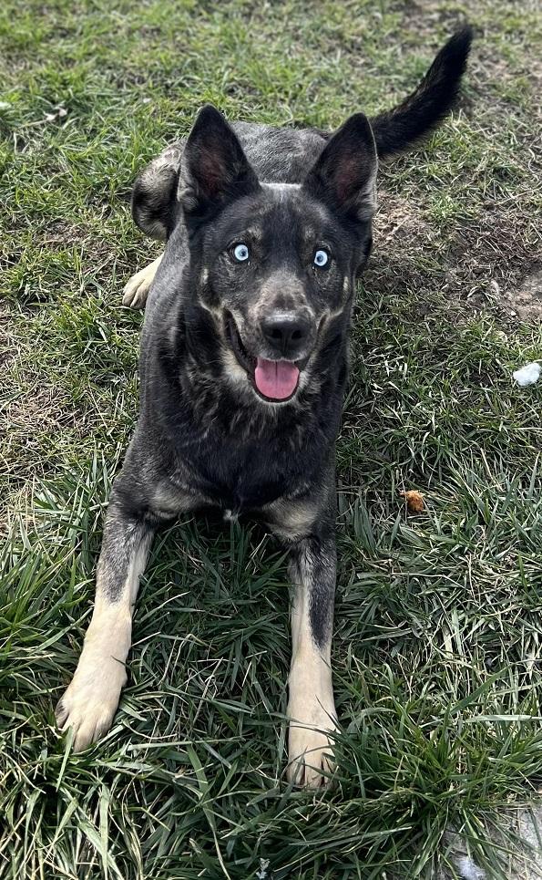 Frankie, Adoptable, Adult Male Husky & Shepherd.