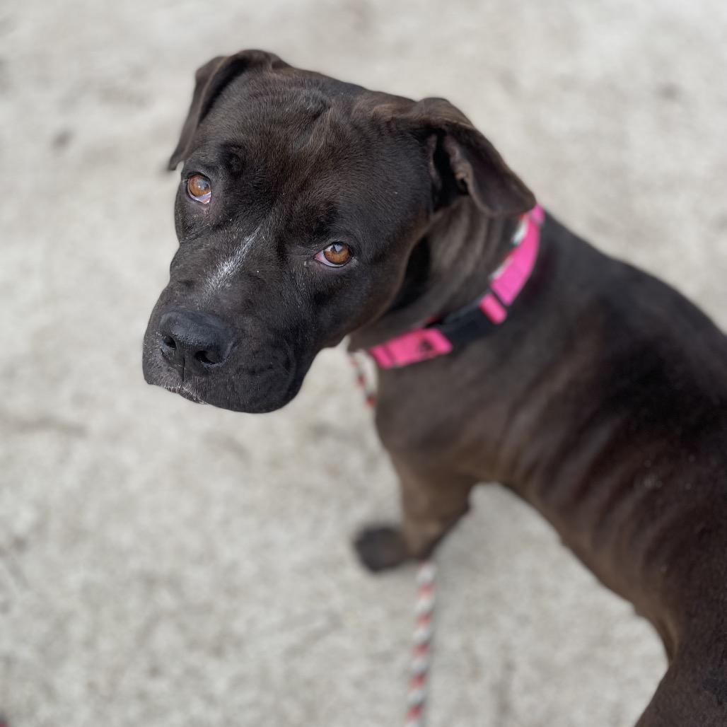 Enlarge Stella, a Adoptable Mixed Breed in Edwardsville, IL image 1/6