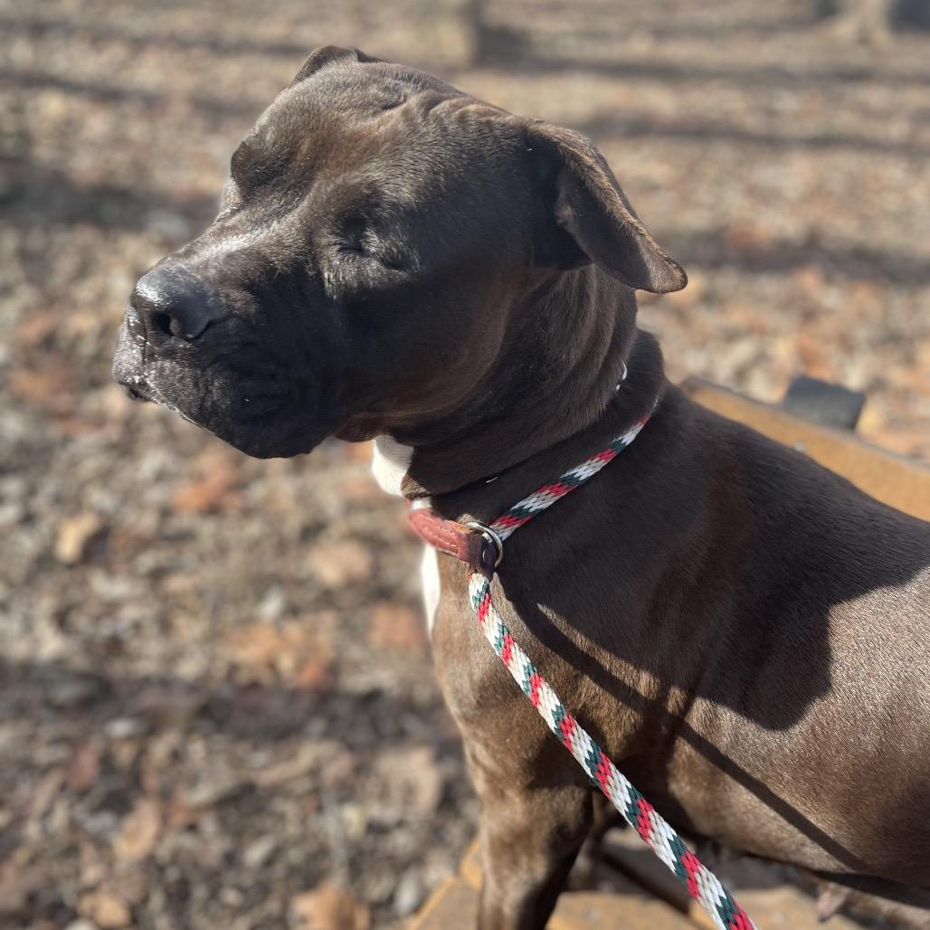 Enlarge Stella, a Adoptable Mixed Breed in Edwardsville, IL image 2/6