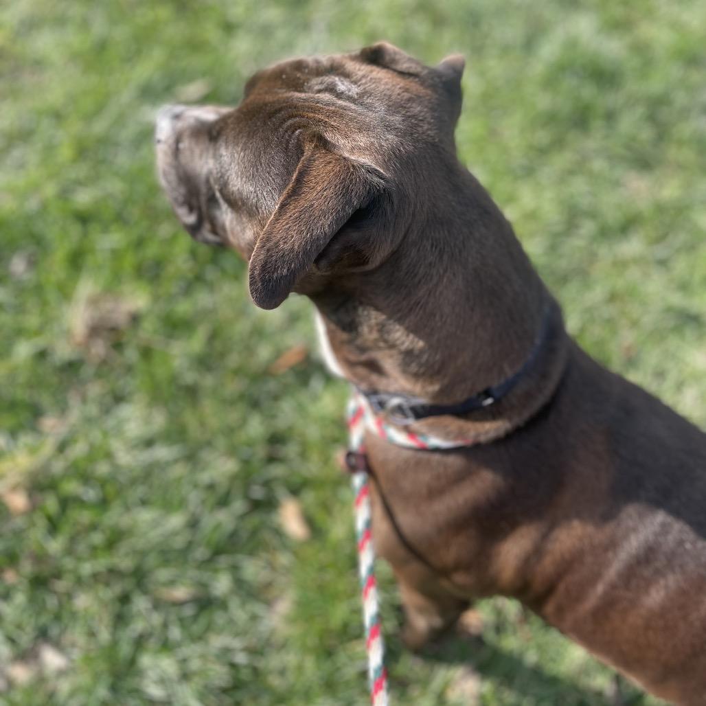 Enlarge Stella, a Adoptable Mixed Breed in Edwardsville, IL image 3/6