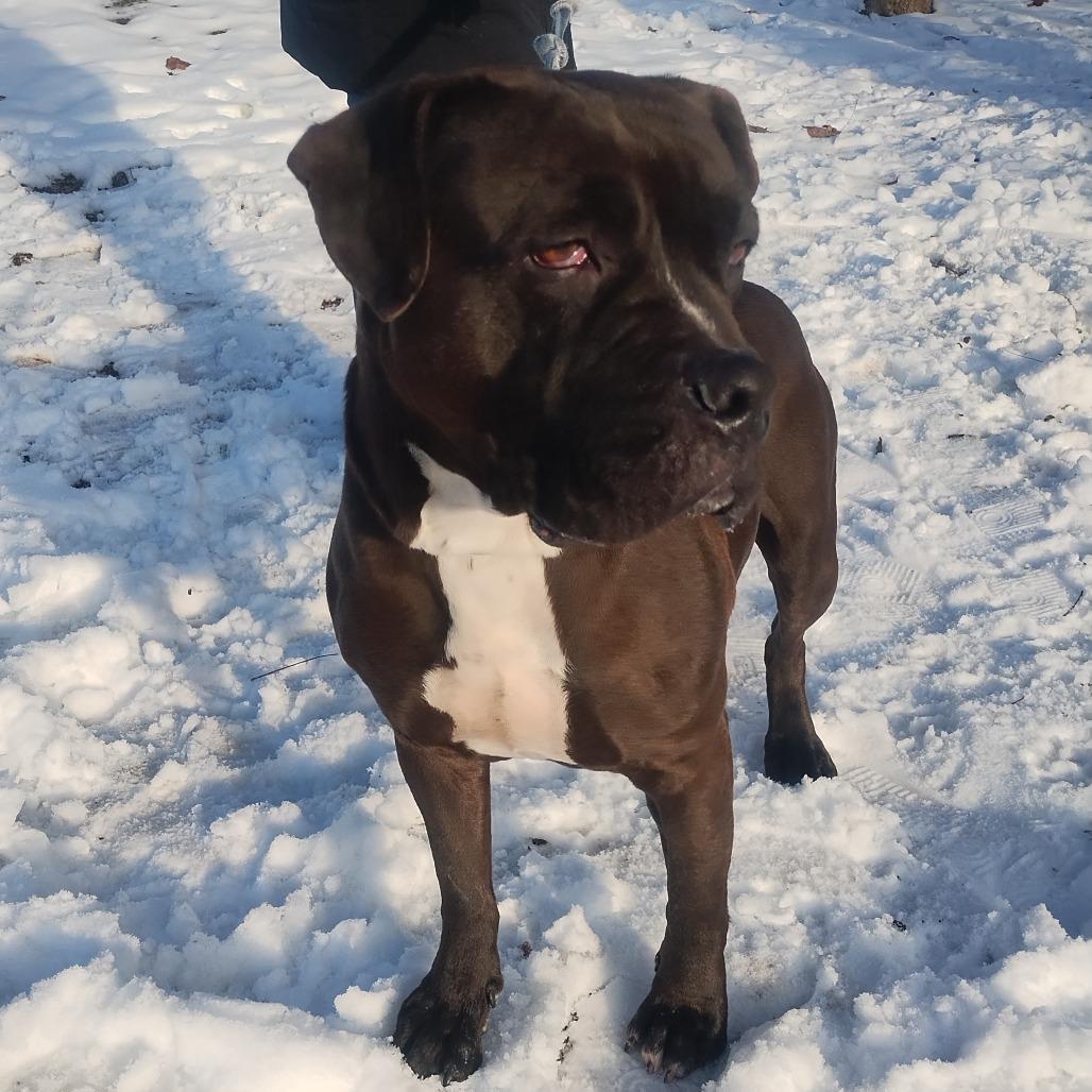 Enlarge Stella, a Adoptable Mixed Breed in Edwardsville, IL image 6/6