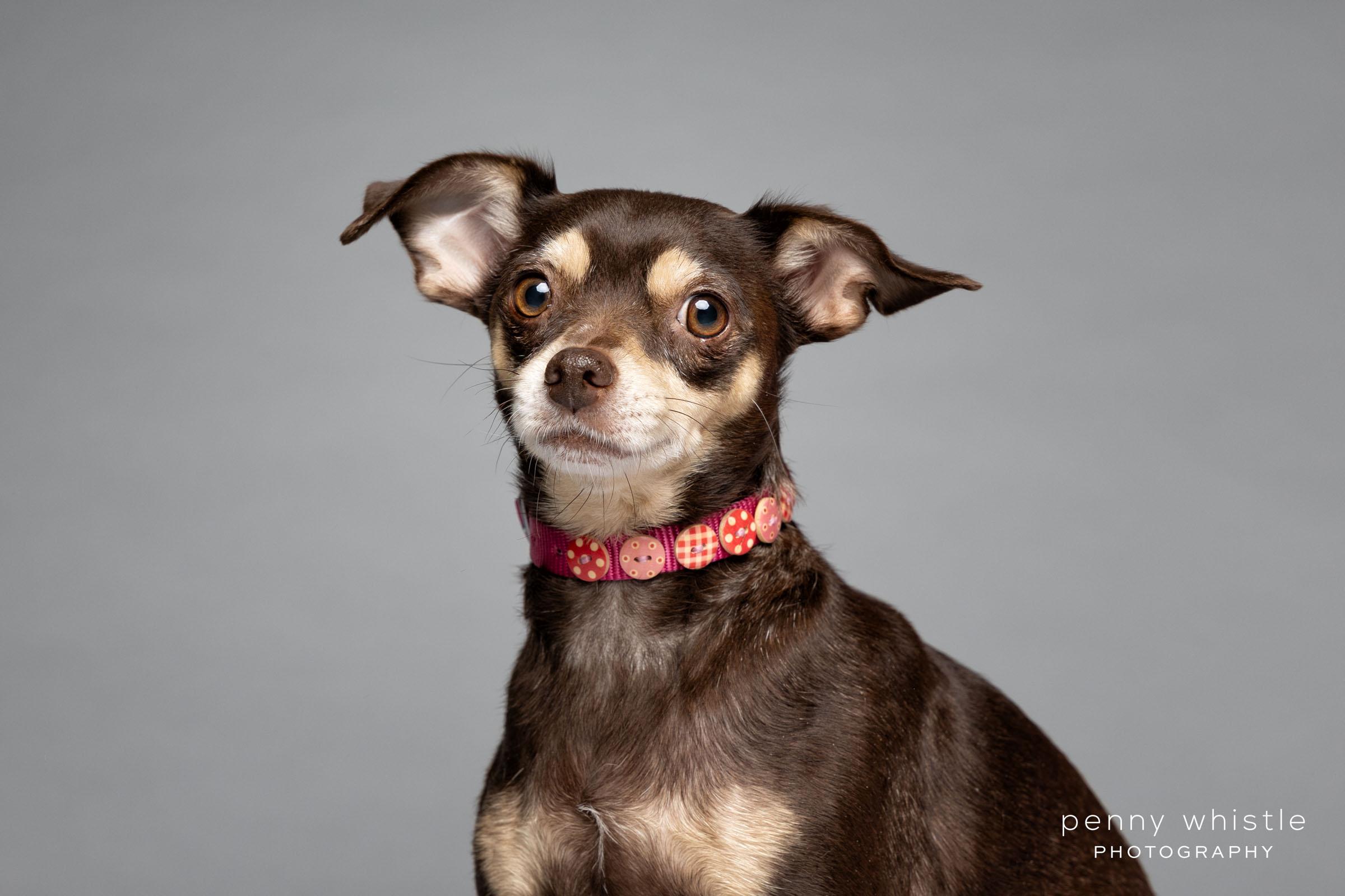 Happy, Adoptable, Adult Female Chihuahua.