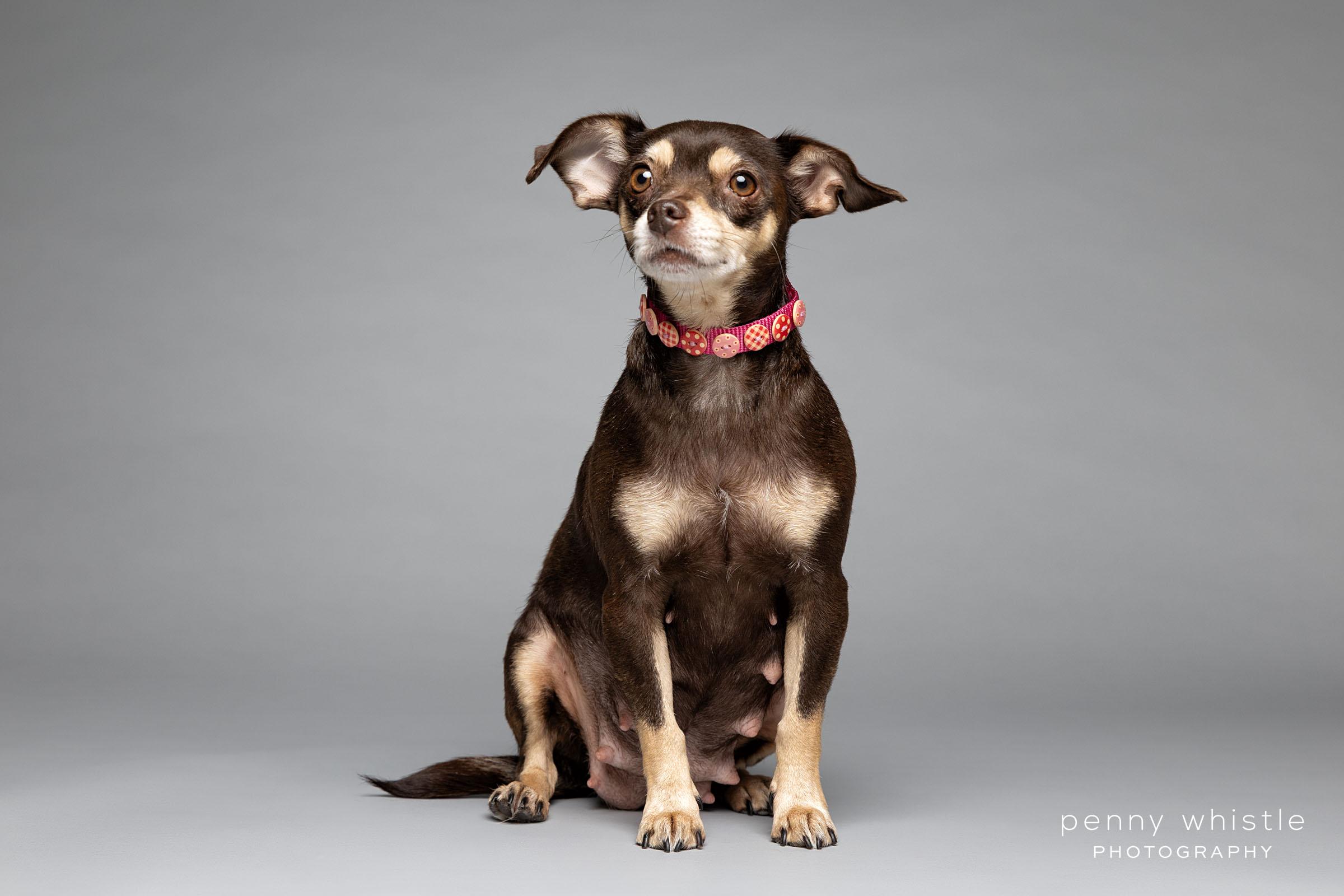 Enlarge Happy, a Adoptable Chihuahua in Coppell, TX image 2/2