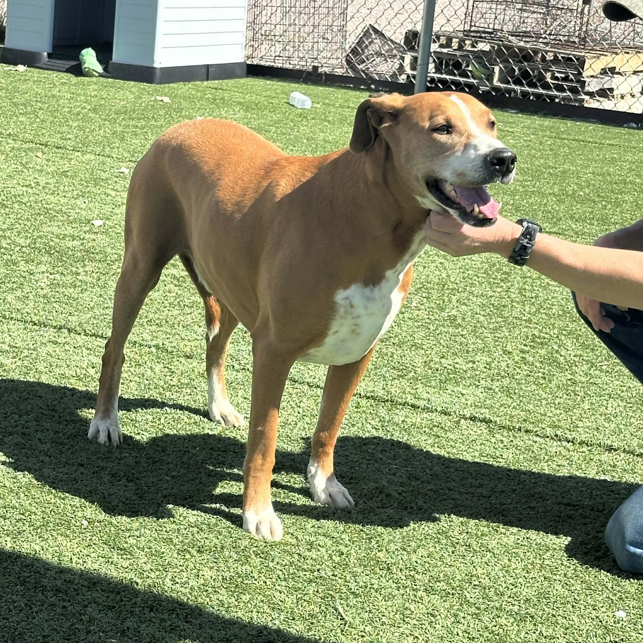 Enlarge Howdy, an adopted mixed breed in Truth or Consequences , NM image 6/6